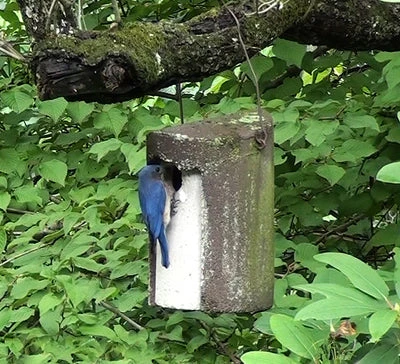 Kinsman Schwegler 1 1/2" Tree Trunk Birdhouse Hanging Houses 3 Kinsman Schwegler 1 1/2" Tree Trunk Birdhouse Hanging Houses