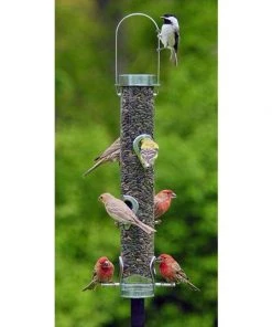 Droll Yankees A-6 Bird Feeder