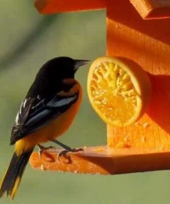 Woodlink Going Green Recycled Plastic Oriole Fruit Feeder Hanging Feeders