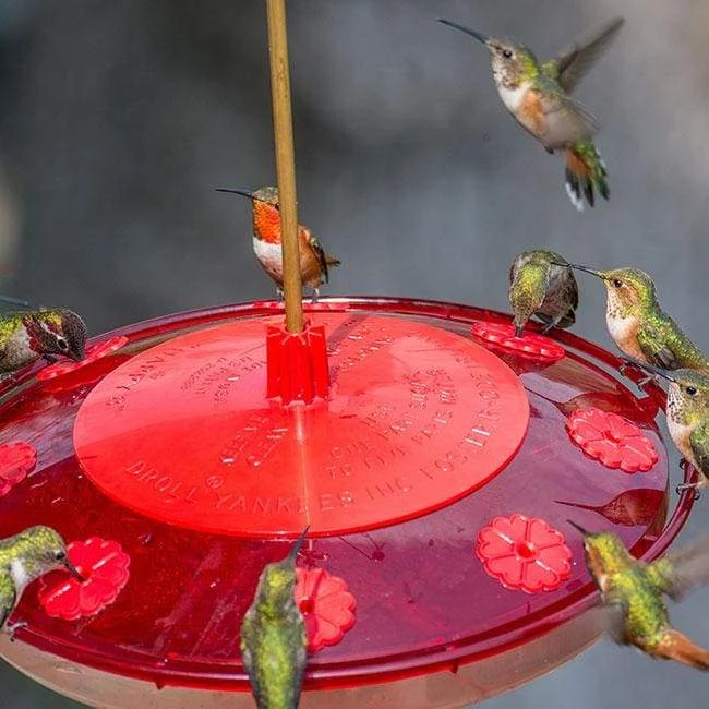 Droll Yankees Happy Eight-2 Hummingbird Feeder Hummingbird Feeders 6 Droll Yankees Happy Eight-2 Hummingbird Feeder Hummingbird Feeders