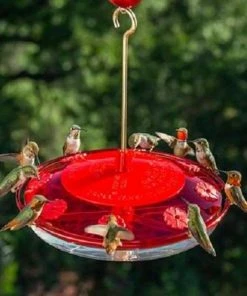 Droll Yankees Happy Eight-2 Hummingbird Feeder Hummingbird Feeders 8 Droll Yankees Happy Eight-2 Hummingbird Feeder Hummingbird Feeders