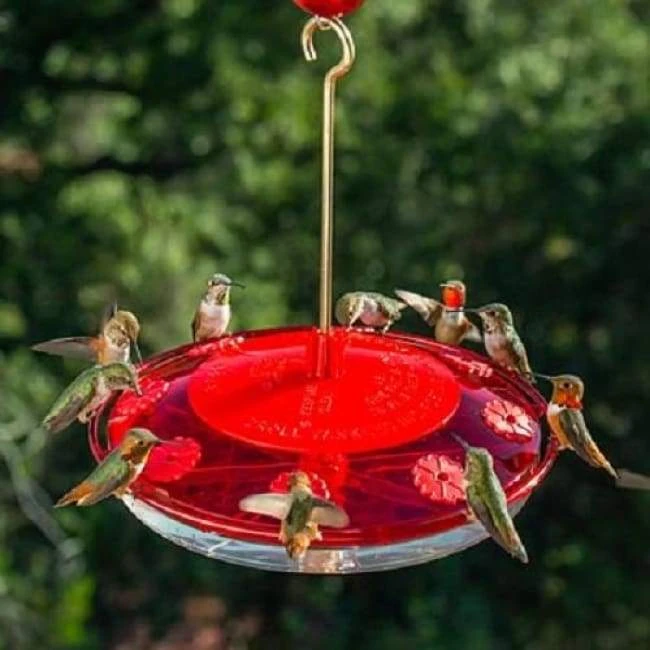 Droll Yankees Happy Eight-2 Hummingbird Feeder Hummingbird Feeders 5 Droll Yankees Happy Eight-2 Hummingbird Feeder Hummingbird Feeders