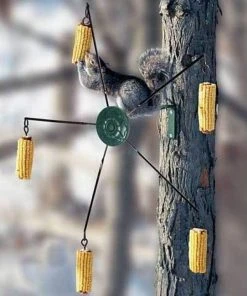 Belle Fleur Squirrels Medallion Squirrel-Go-Round