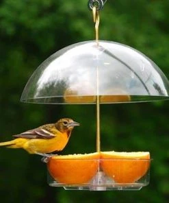 Droll Yankees Seed Saver Domed Bird Feeder Hanging Feeders