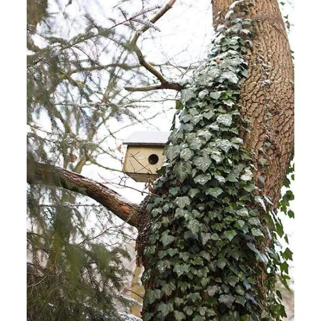 Squirrels Squirrel House By Esschert Design 6 Squirrels Squirrel House By Esschert Design