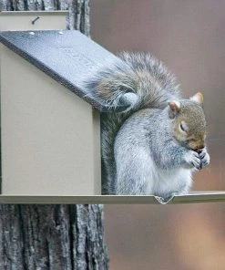 Stokes Select Squirrel Lunch Box 9 Stokes Select Squirrel Lunch Box
